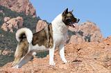 AKITA AMERICAIN 158